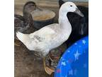 Adopt GERTIE a Duck