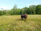 Invitation to Welcome Two Horses Into Your Life