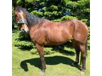 Trail / Husband horse