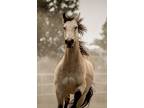 Stunning Qtr./Friesian Cross