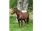 Do More Bandit Morgan Gelding