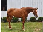 2yo Oldenburg prospect