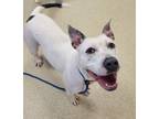 Adopt Domino a Pit Bull Terrier, Mixed Breed
