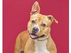 Adopt Sheba a Pit Bull Terrier, Labrador Retriever