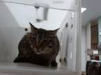 Adopt RABEA a Domestic Short Hair