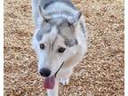 Adopt FOWLER a Siberian Husky, Mixed Breed