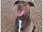 Adopt LOLA a Labrador Retriever, Mixed Breed