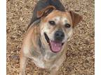 Adopt ELSY a German Shepherd Dog, Mixed Breed