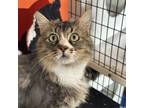 Adopt Fiona a Domestic Medium Hair