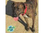 Adopt Baby Girl a Mixed Breed