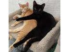 Adopt Cayenne a Domestic Short Hair