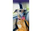 Adopt PEANUT a Australian Shepherd, Mixed Breed