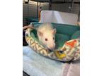 Adopt Rizzo a Rat