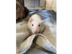 Adopt Ratalie a Rat