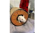 Adopt Anne Rataway a Rat