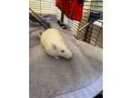 Adopt Cleoratra a Rat