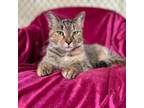 Adopt Cleo a Domestic Short Hair