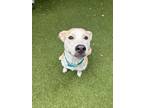 Adopt Fiona a Shepherd, Pit Bull Terrier