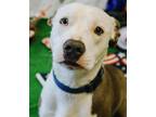 Adopt TRINKET a Pit Bull Terrier, Mixed Breed