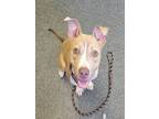 Adopt FROLIC a Pit Bull Terrier