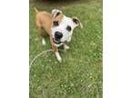 Adopt IRELAND a Pit Bull Terrier, Mixed Breed
