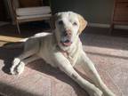 Adopt Flossie a Labrador Retriever