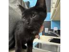 Adopt Dallin a Domestic Short Hair