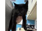 Adopt Siobhan a Domestic Short Hair