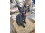 Adopt Brandi a American Shorthair