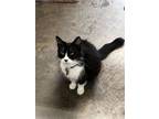 Adopt Felicia a Domestic Long Hair