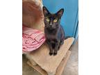 Adopt Bethany a American Shorthair