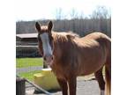 Adopt Charm a Quarterhorse