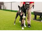 Adopt Sweetie Pie a Siberian Husky, Mixed Breed