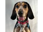 Adopt Luna a Beagle