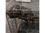 Adopt Moe a Mixed Breed