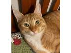 Adopt Pickles a Tabby, Domestic Short Hair