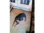 Adopt Trina SC a Rottweiler