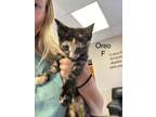 Adopt Oreo MM a Domestic Short Hair