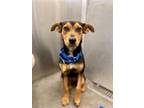 Adopt YAKIE a Doberman Pinscher, Mixed Breed