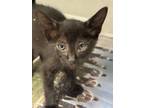 Adopt SPHYNX a Domestic Short Hair