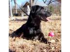 Adopt Tiny a Labrador Retriever, Mixed Breed