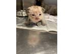 Adopt Frodo a Siamese, Domestic Short Hair
