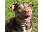 Adopt Cowgirl a American Staffordshire Terrier