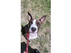 Adopt BETTY a Pit Bull Terrier