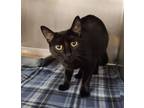 Adopt COCO a Domestic Short Hair