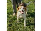 Adopt Lucy a Foxhound, Mixed Breed