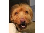 Adopt Momo PKA Mono a Briard