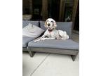 Adopt Tiggy aka Becky a English Setter