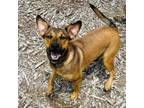Adopt Sapphire a Australian Cattle Dog / Blue Heeler