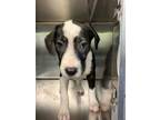 Adopt CAMI a American Staffordshire Terrier, Mixed Breed